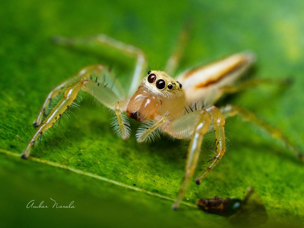 A beautifully well lit macro photo of a jumping spider perched on a leaf, looking for prey.