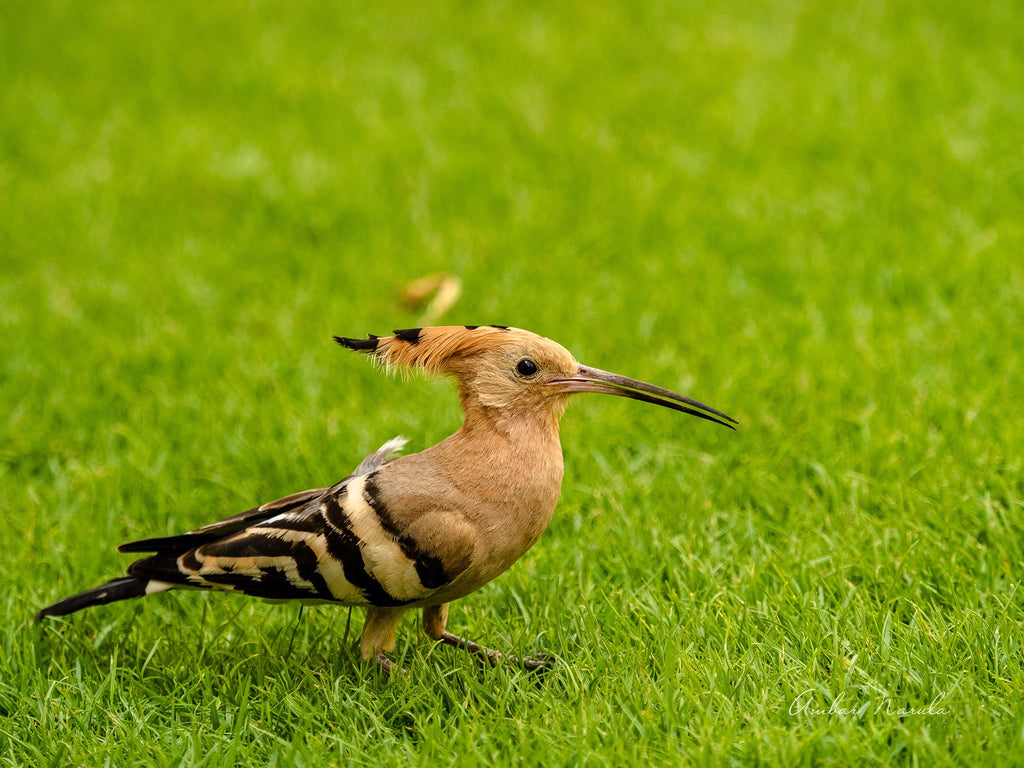 Photo of a full-grown female Common Hoopoe standing in the grass.