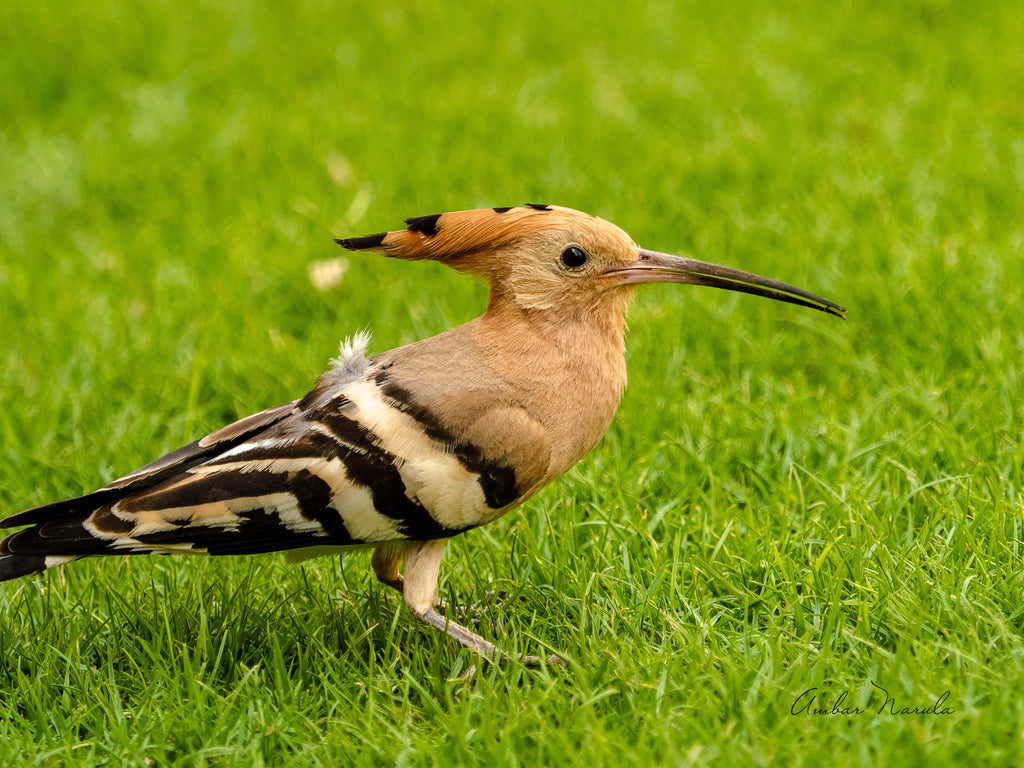 Photo of a full-grown female Common Hoopoe standing in the grass.